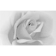 Камелия чер декор 02 250х400 (1-й сорт)